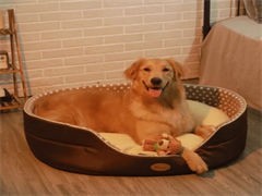 北京宠物食品及用品零售市场分析与前景展望