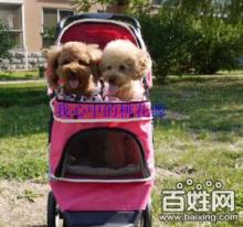 宠物推车 便捷出行，呵护爱宠的健康生活